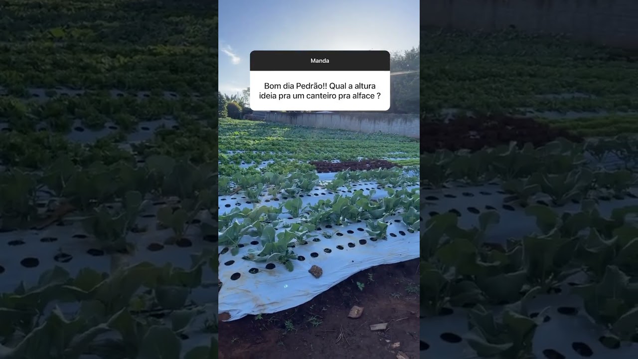 Qual a altura ideal do canteiro ? #agro #hortalicas #agricultura #hortaurbana