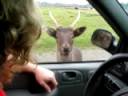 videos de Olympic Game Farm - Deer III