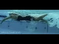 swim