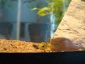 Dwarf Puffer Dwarf Puffer