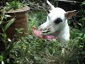 Bull Terrier vs Piglet