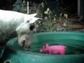 Bull Terrier vs Piglet