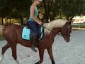 Flash Pointt, age 3. Arabian colt. Dressage. Flash Pointt, age 3. Arabian colt. Dressage.
