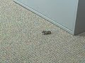 Yikes! PPR Mouse runs amuck! Yikes! PPR Mouse runs amuck!