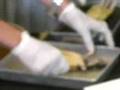 Last-Biology-Lab-Rat