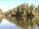 incredible bird life can be seen while kayaking on clear lake, california's oldest natural lake.
