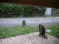 videos de Notre chat défend son poulet