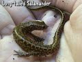 Herping With Dylan: Fall Migration at Snake Road Herping With Dylan: Fall Migration at Snake Road