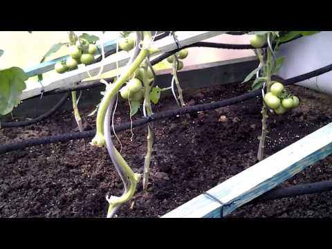 det2013 Garten Gewächshaus Bewässerung mit Perlschlauch System funktioniert