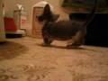 MINI MEW - 