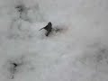 Exploding Army Guy