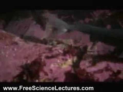 Giant Octopus Eats Sharks at Aquarium