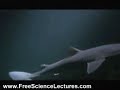 Giant Octopus Eats Sharks at Aquarium