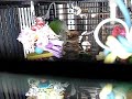 tsuki-the-blue-quaker-parrot-enjoys-time-out.html
