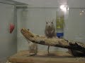 gerbil acrobacy