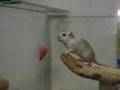 gerbil acrobacy