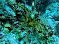 Yellow Crinoid