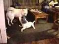 Charlie & Jackie Playin' hard!  pt.2