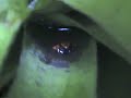 Sylva froglet