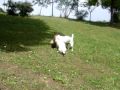 Jack Russell Terrier mayo 2009.MPG