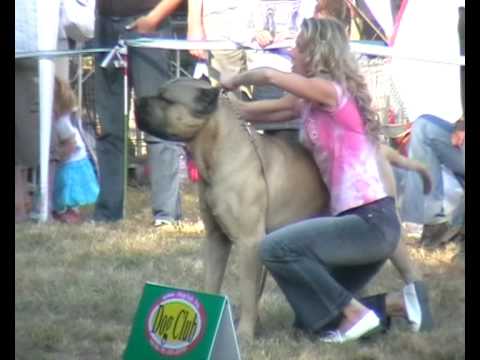 dogo canario