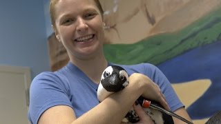 Penguin Pass Preview