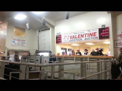 Jared Miller - Jared Miller Greater Midwest Livestock Auctioneer Championship 2013 Top 10 Finalist Preliminary Round.