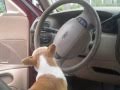 Petey Marshall's Quest, Part II