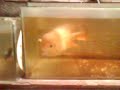 FlowerHorn.3gp