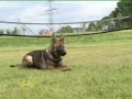 Hundearbeit und Hundesport