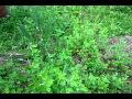 長野県飯山市北竜湖