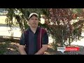 Tree Planting Tips Tree Planting Tips
