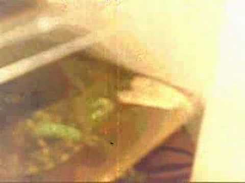 Holocaust The Water Turtle VS Gypsy Moth