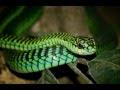 The 25 Most Dangerous Animals In The World