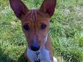 Two Basenji - kuck mal wer da spricht