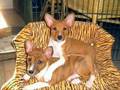 Two Basenji - kuck mal wer da spricht