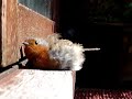 Robin Sunbathing Robin Sunbathing