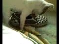 Scariest dogg everrr.(: