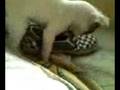 Scariest dogg everrr.(: