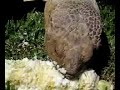 Sulcata Tortoise eating corn on the cob