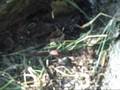 Attack of The Black Widow!