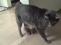 Cat chasing hair band Cat chasing hair band