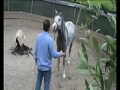  cavallo arabo