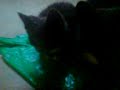 busig katt