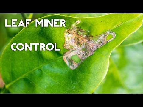 how to control leafminers