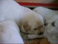 Rika and little dogs femaly
