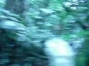 Jungle-Jamz-2006