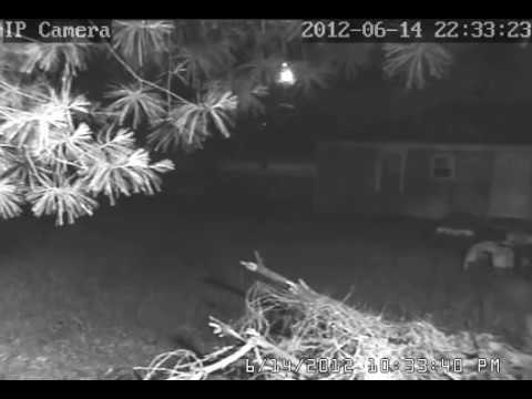 Real Fairies I caught on my security camera! NOT FAKE!