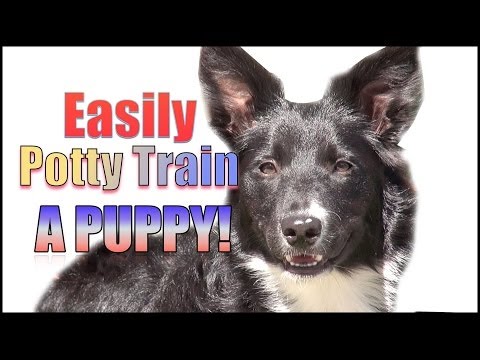 how to train toilet train a puppy