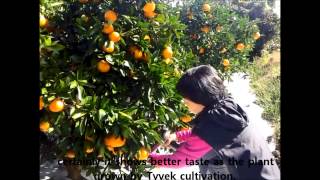 video thumbnail Portable Nondestructive Fruit Quality Meter youtube